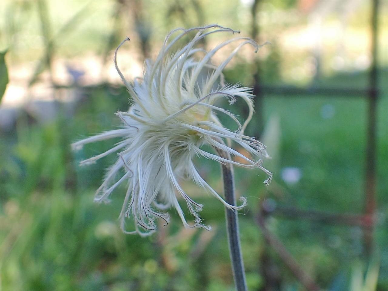 Clematis integrifolia fruit