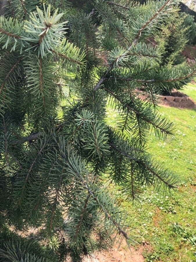 Picea breweriana