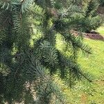 Picea breweriana