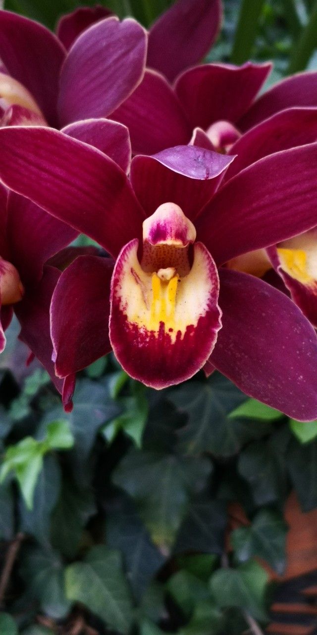 Cymbidium faberi flower
