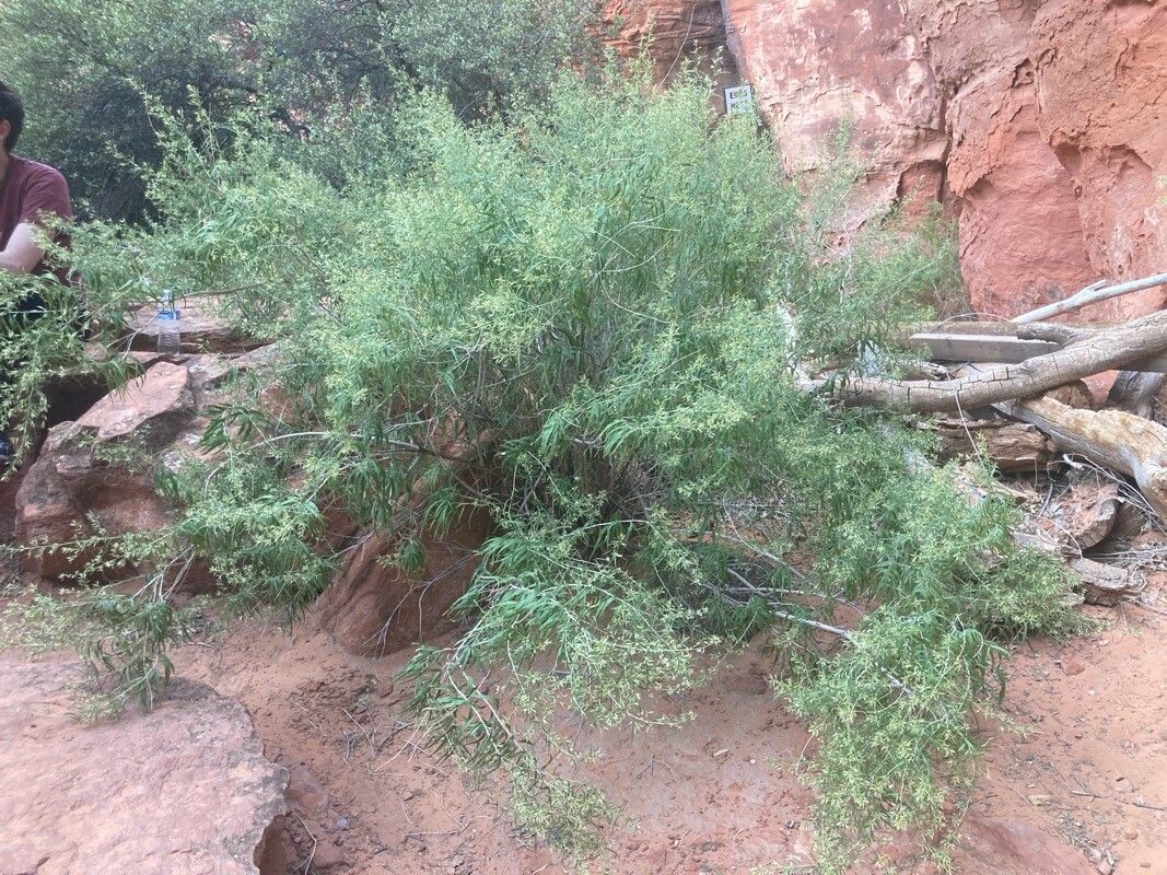 Brickellia longifolia habit
