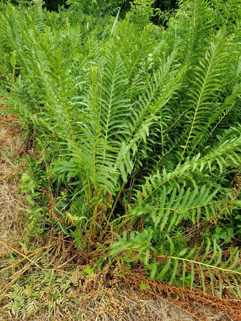 Osmunda cinnamomea — clay tolerant houseplant