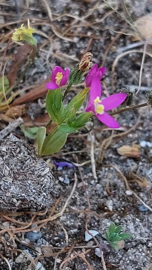 Centaurium tenuiflorum — search result for 'Gentianaceae'