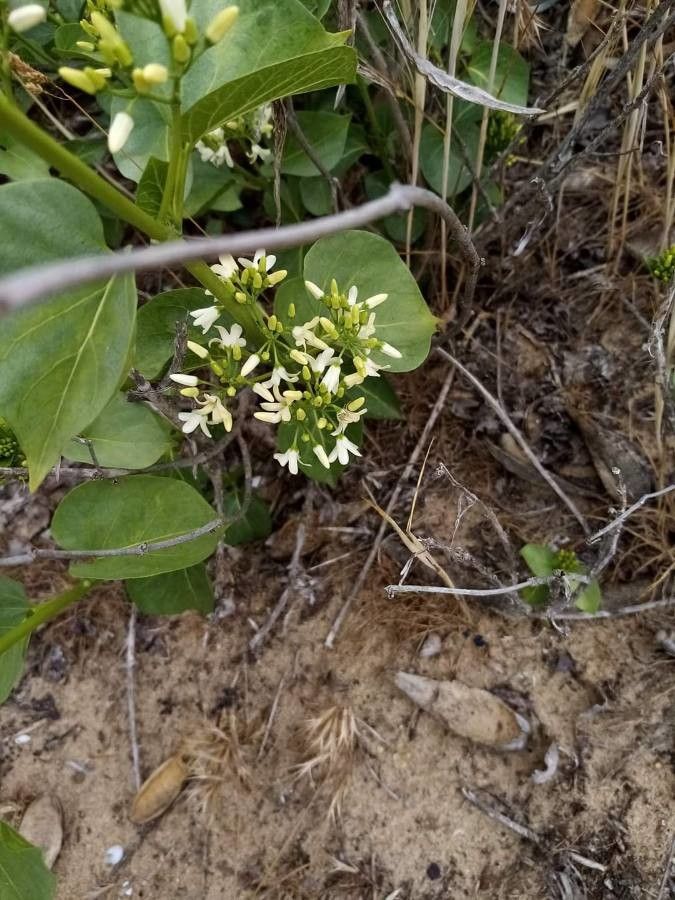Cionura erecta flower