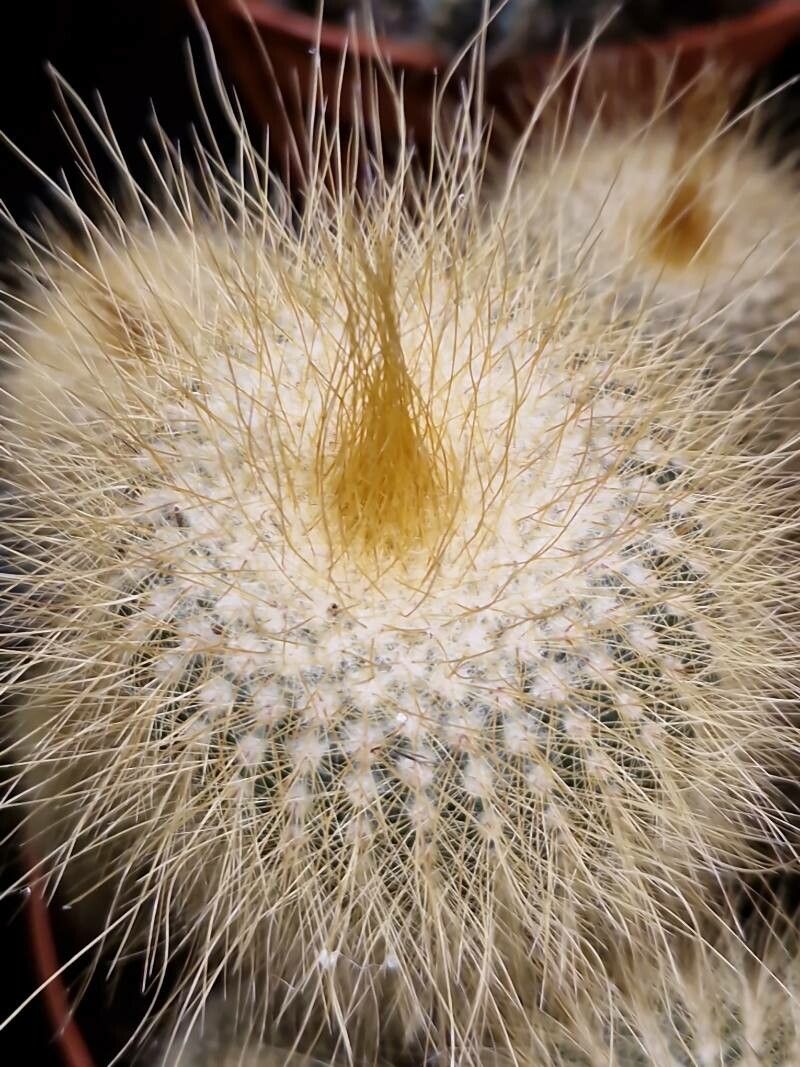 Parodia lenninghausii — search result for 'Parodia'