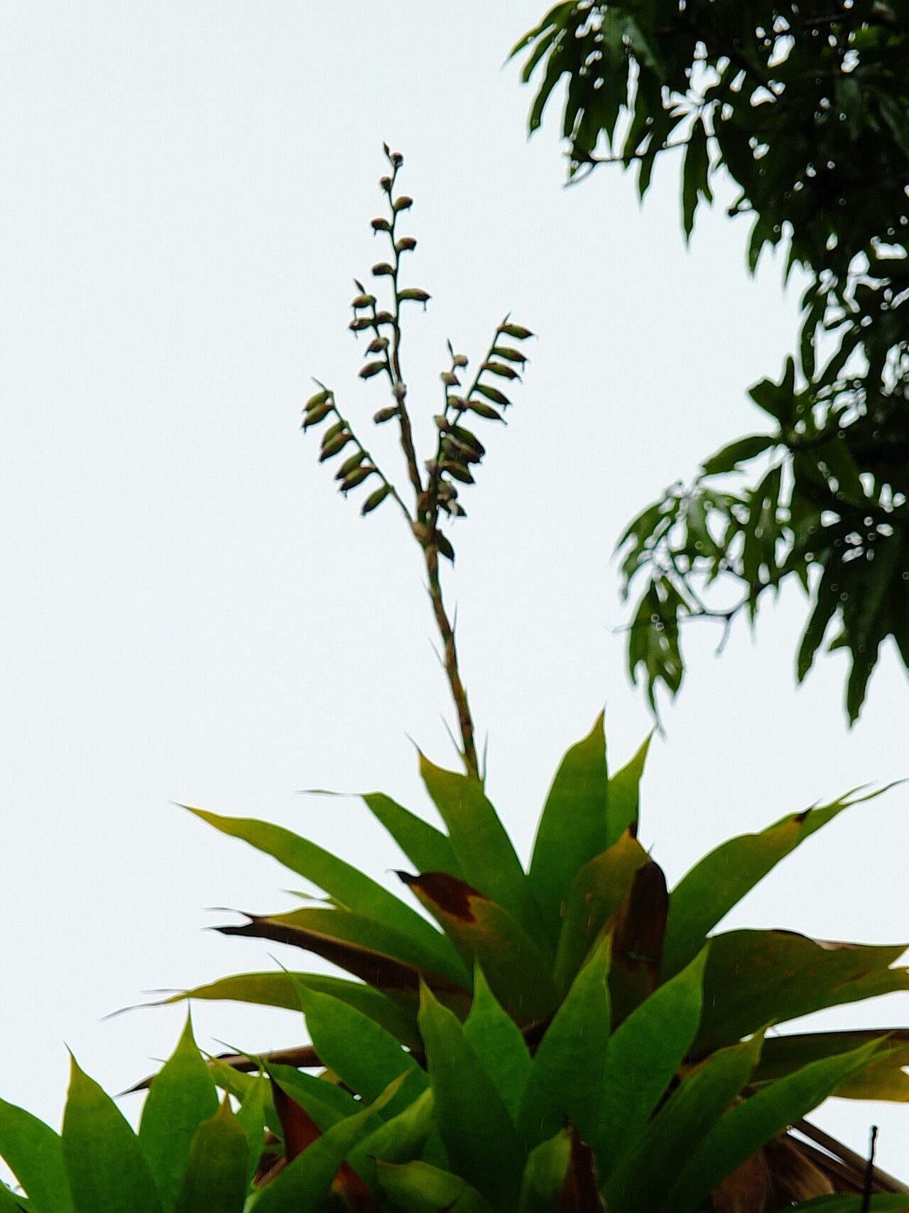 Werauhia gigantea flower