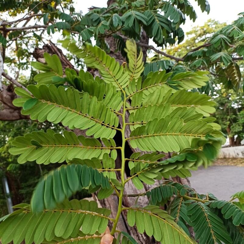 Cassia moschata leaf
