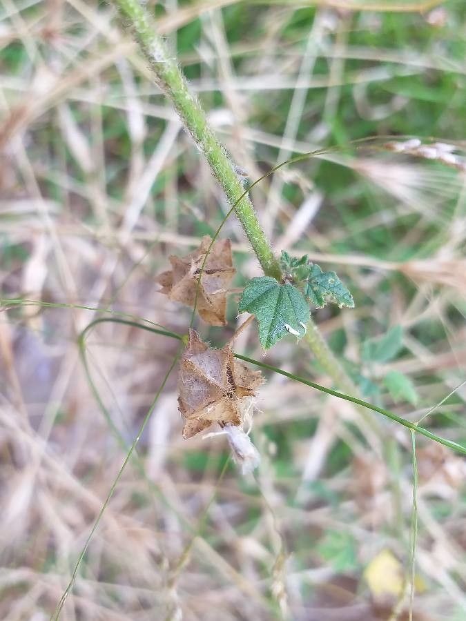 Malva multiflora fruit