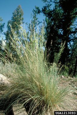 Festuca arizonica — search result for 'Festuca'