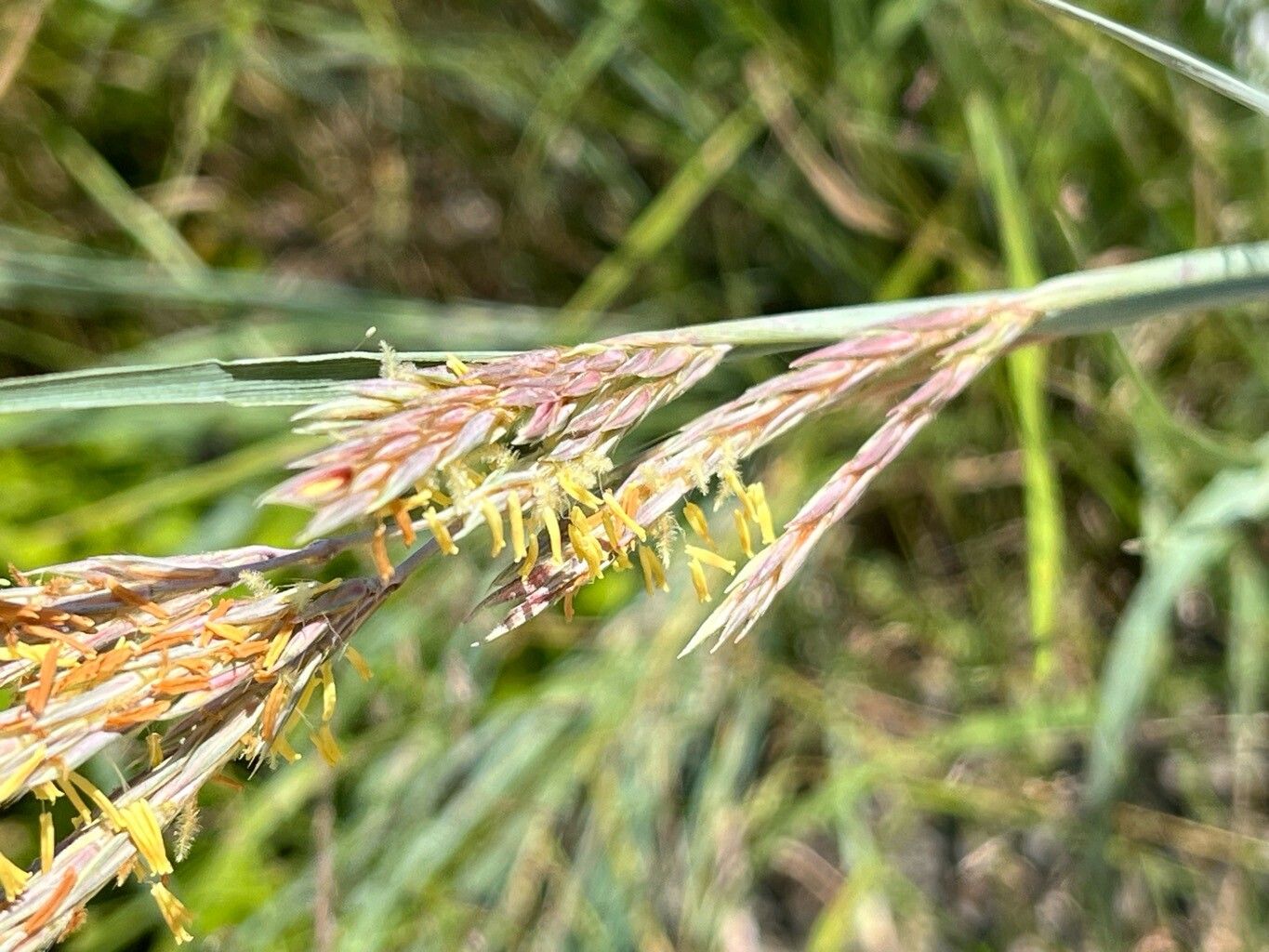 Andropogon hallii flower