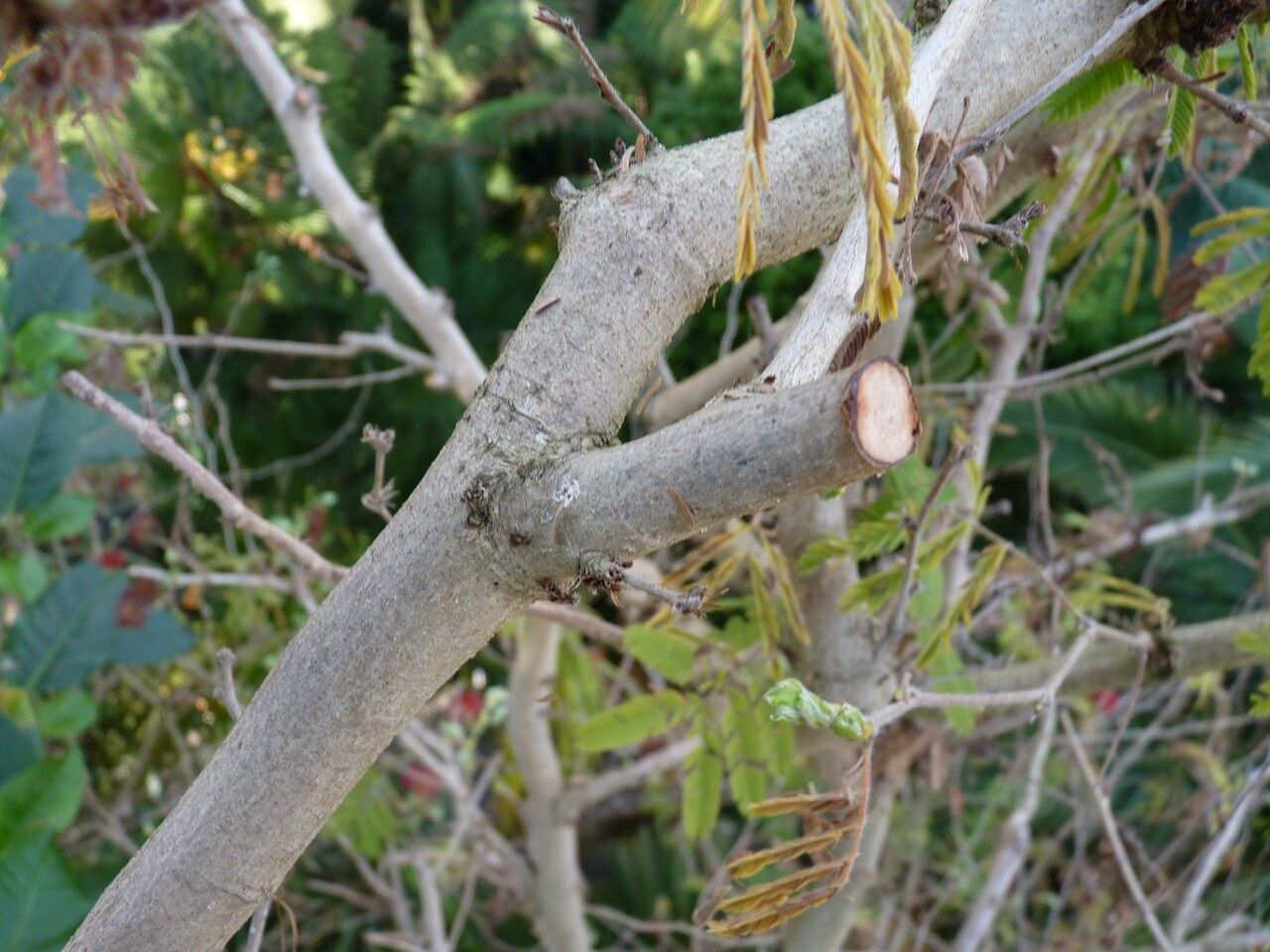 Calliandra tweedii bark