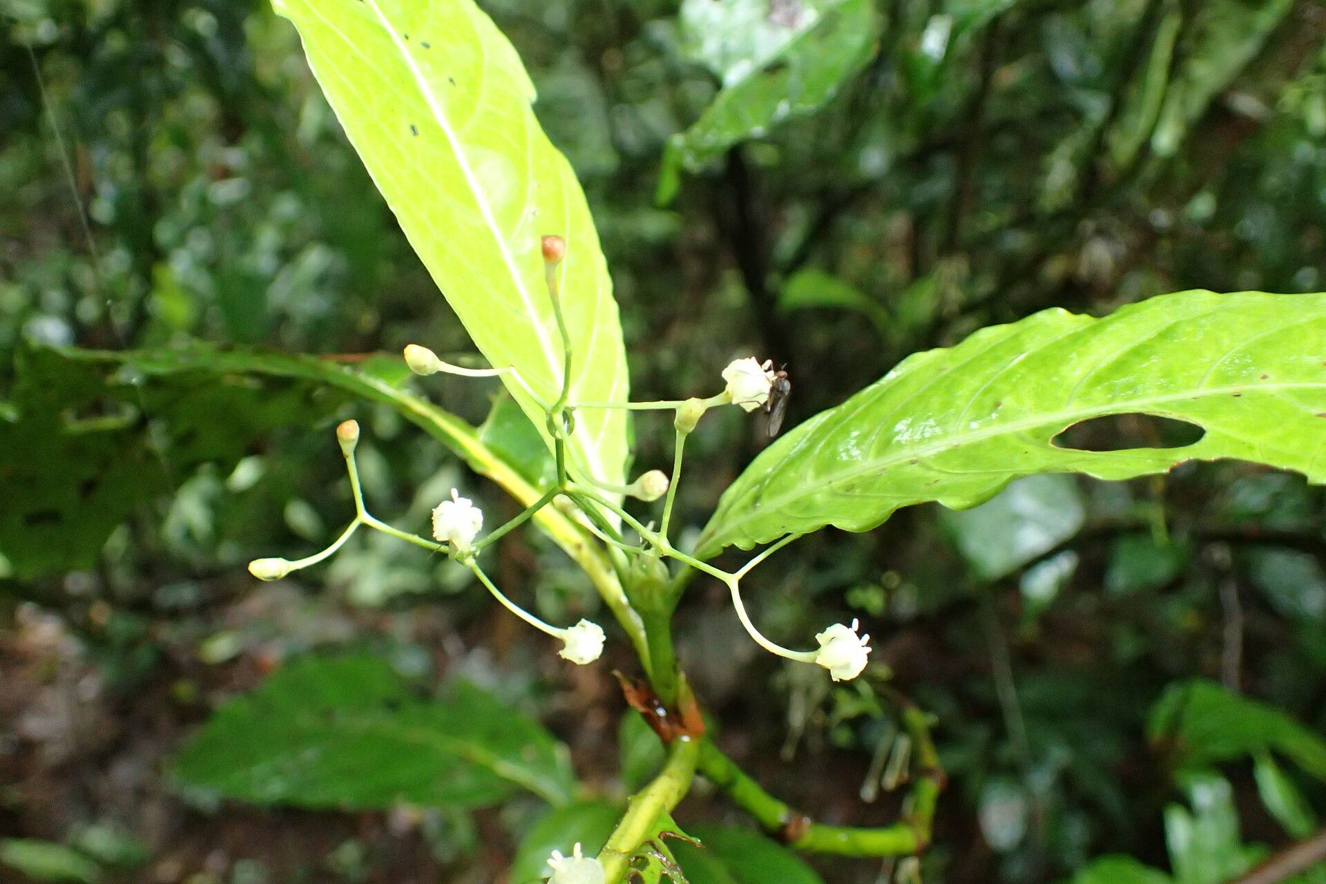 Psychotria alatipes flower