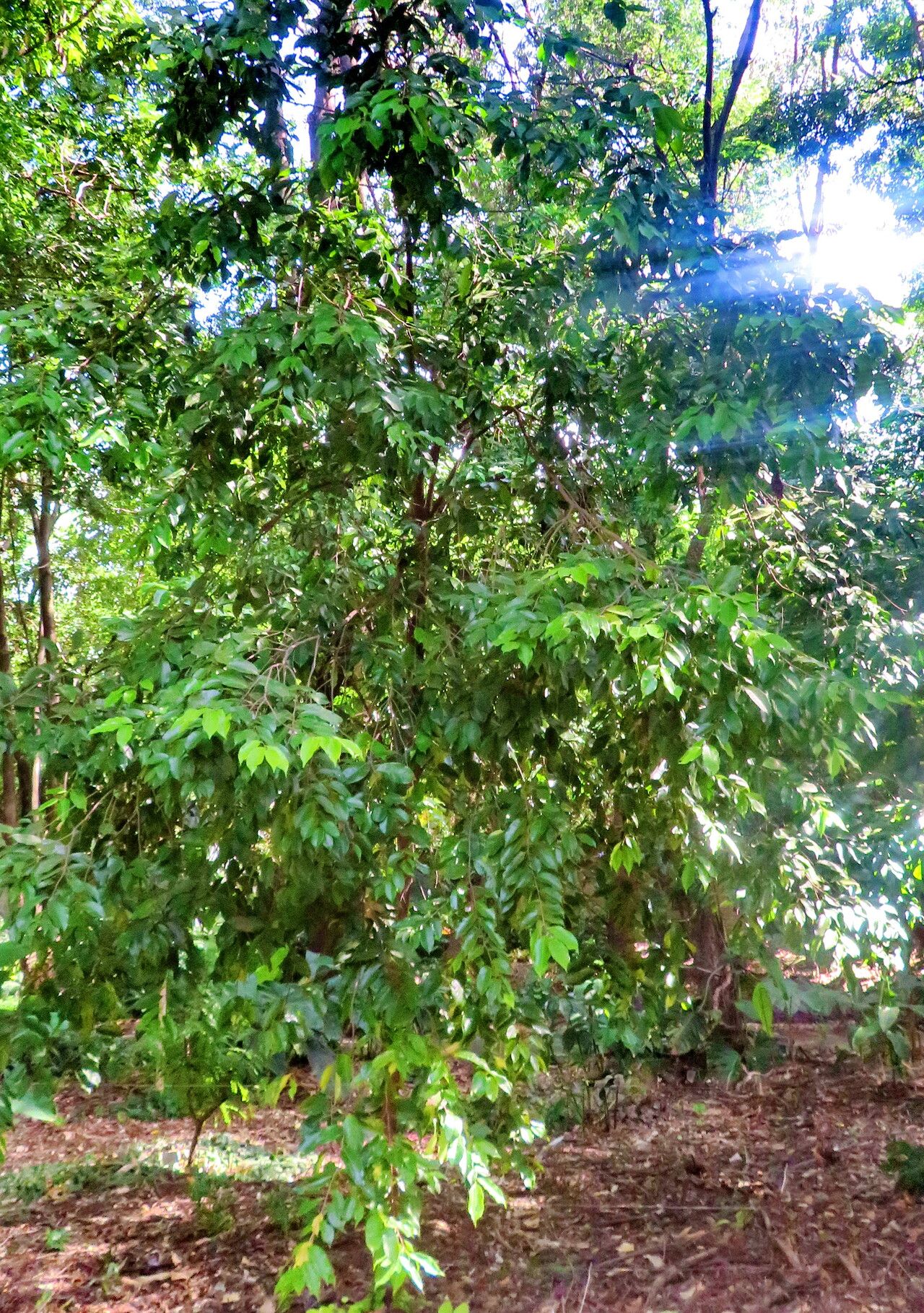 Moquilea salzmannii — houseplant care guide