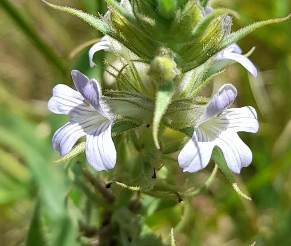 Stemodia lanceolata flower