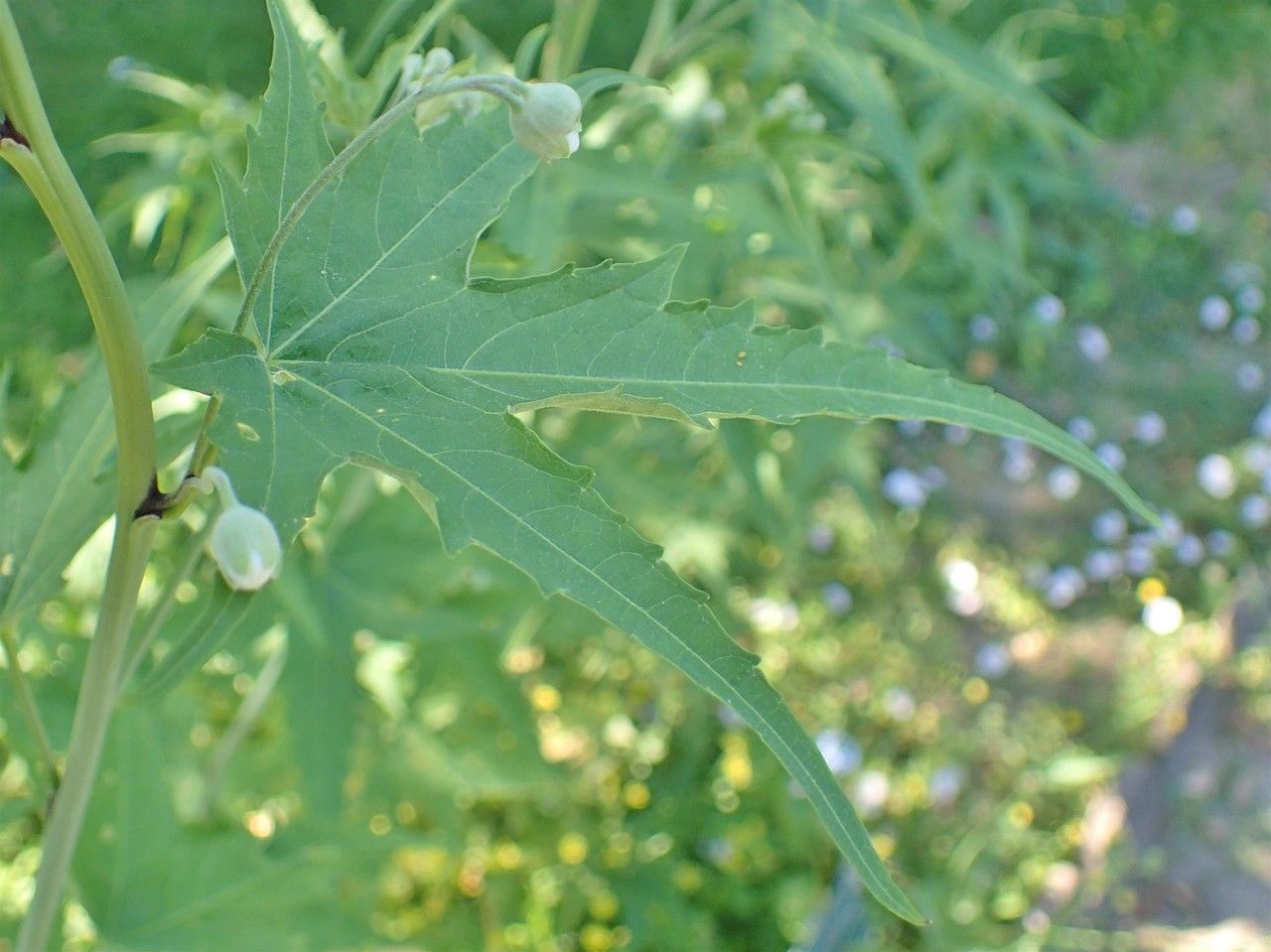 Sida hermaphrodita leaf