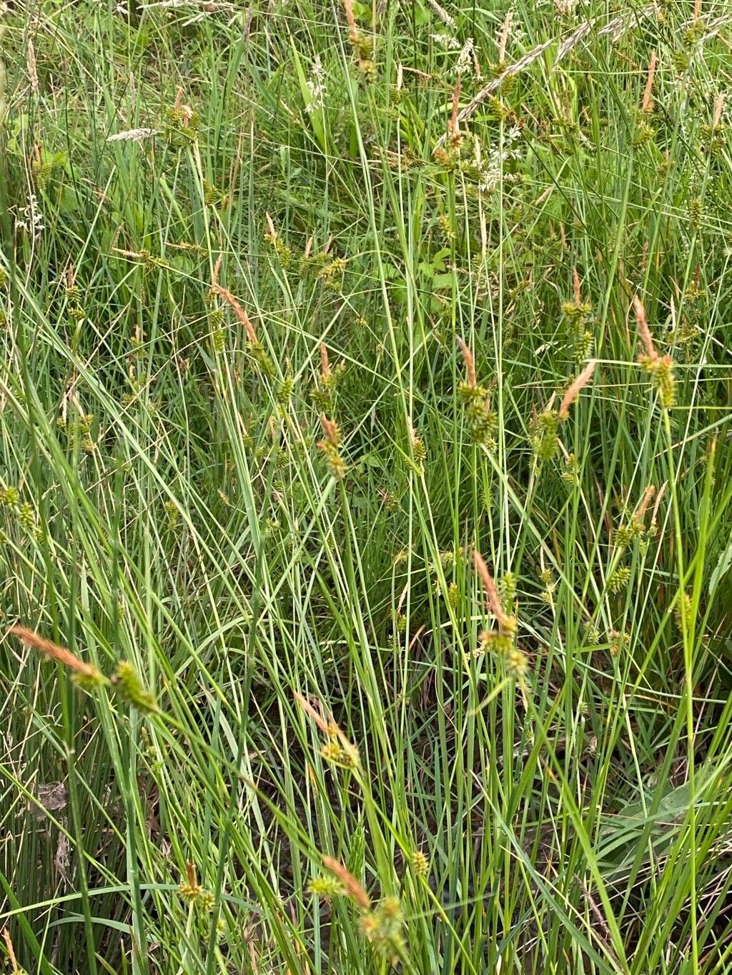Carex mairei habit