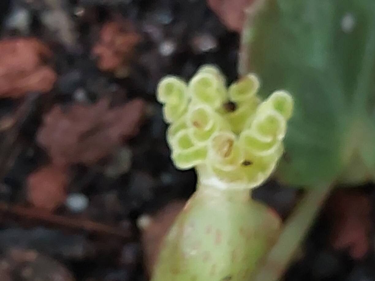 Begonia burkillii flower