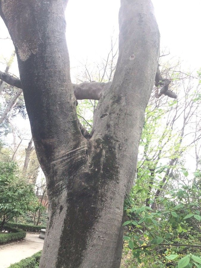 Celtis bungeana bark