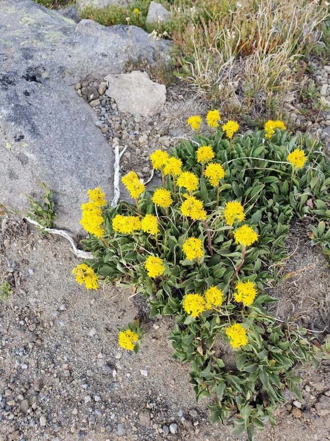Solidago simplex flower