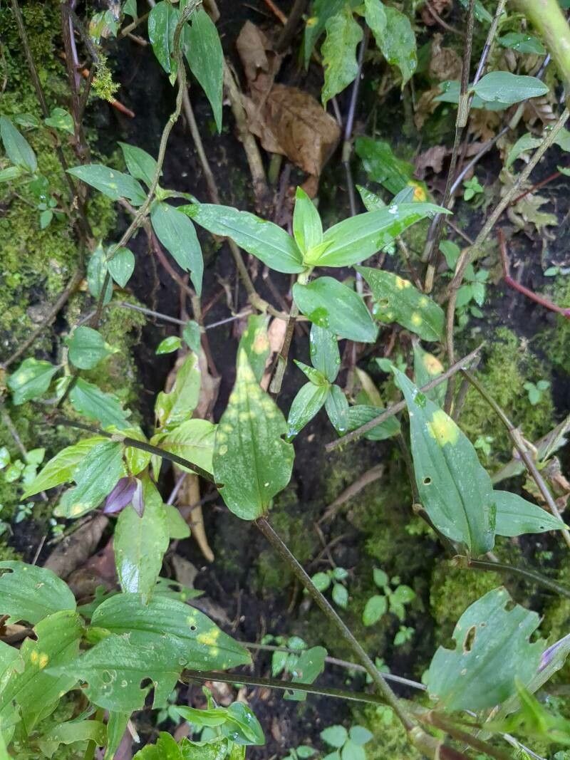 Commelina rufipes — search result for 'Commelina'