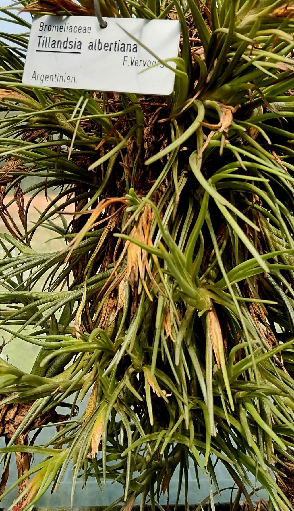 Tillandsia albertiana — houseplant care guide