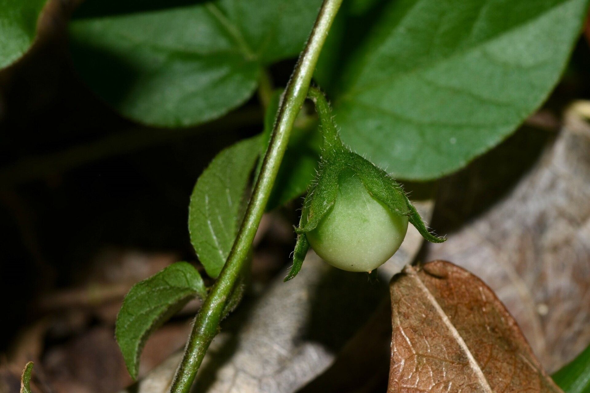 Solanum adscendens fruit