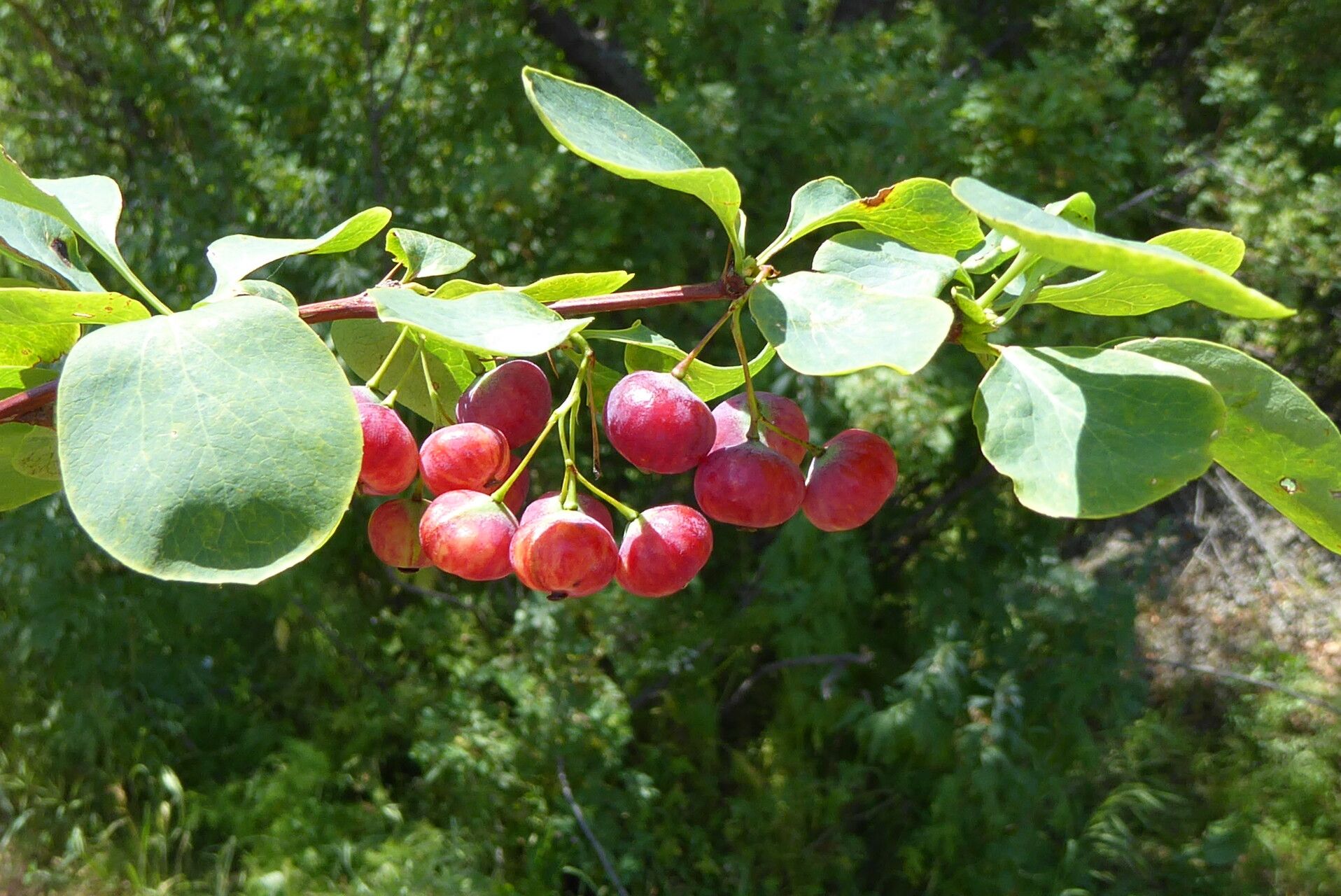 Berberis heteropoda fruit