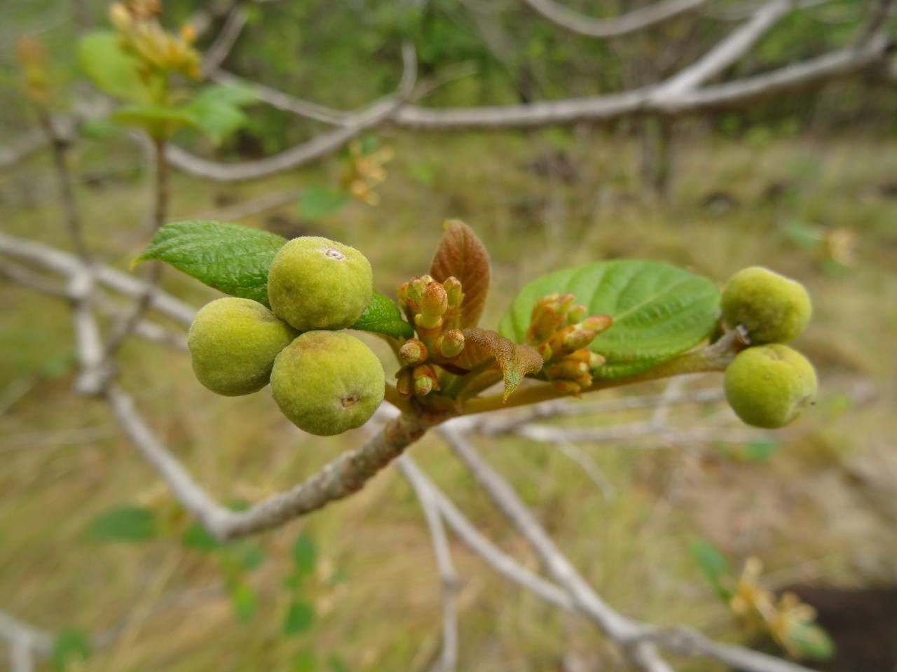 Guettarda scabra fruit