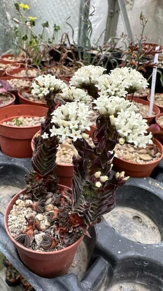 Crassula alpestris