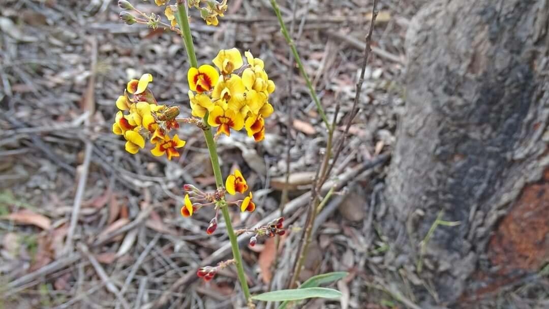 Daviesia mimosoides — houseplant care guide