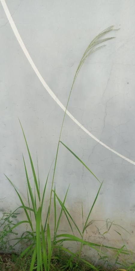 Digitaria gayana — houseplant care guide