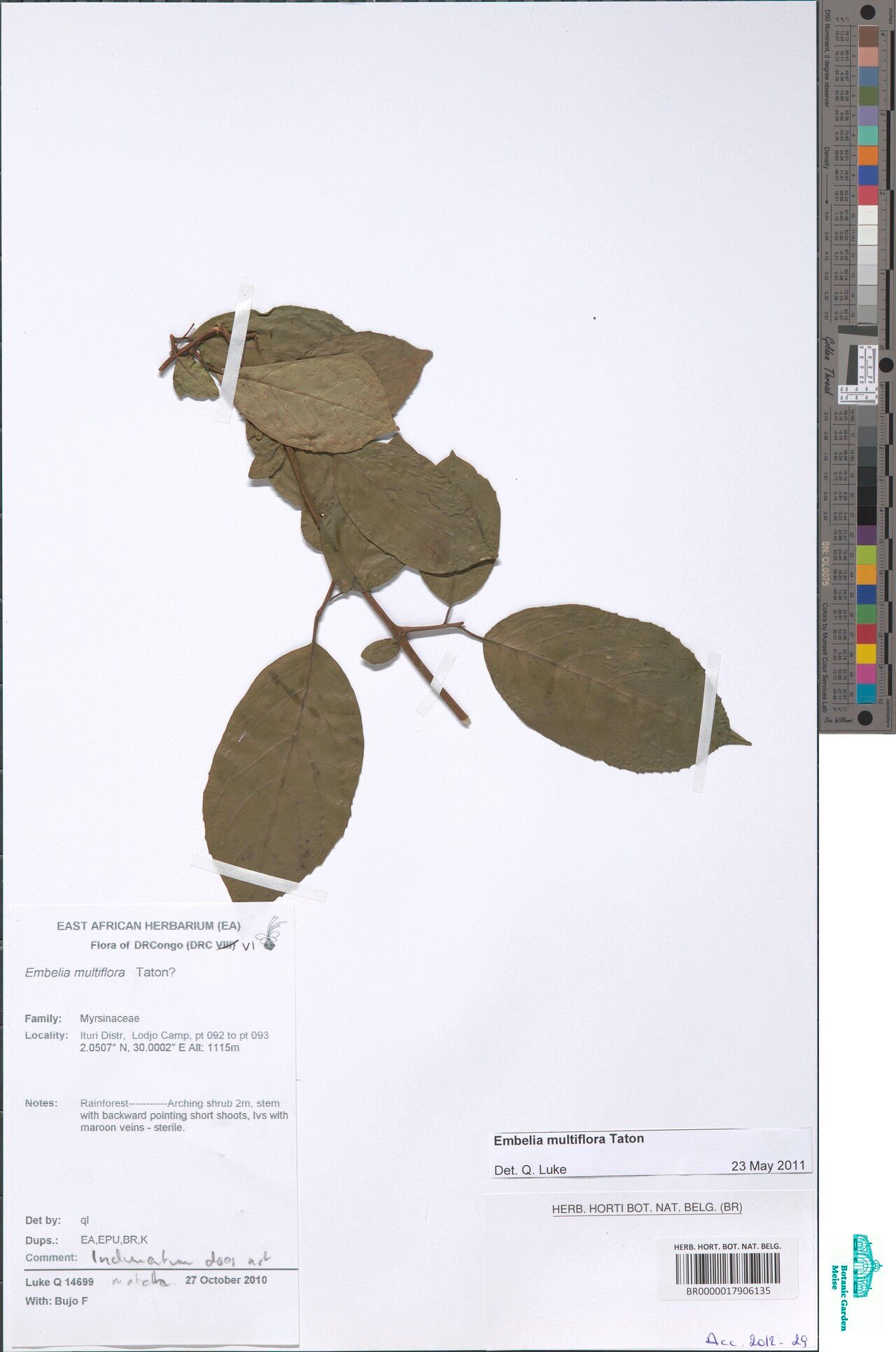 Embelia multiflora — houseplant care guide