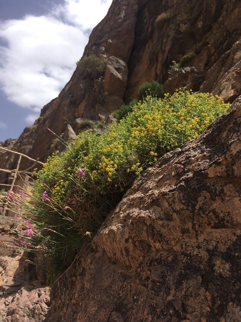 Bupleurum spinosum habit