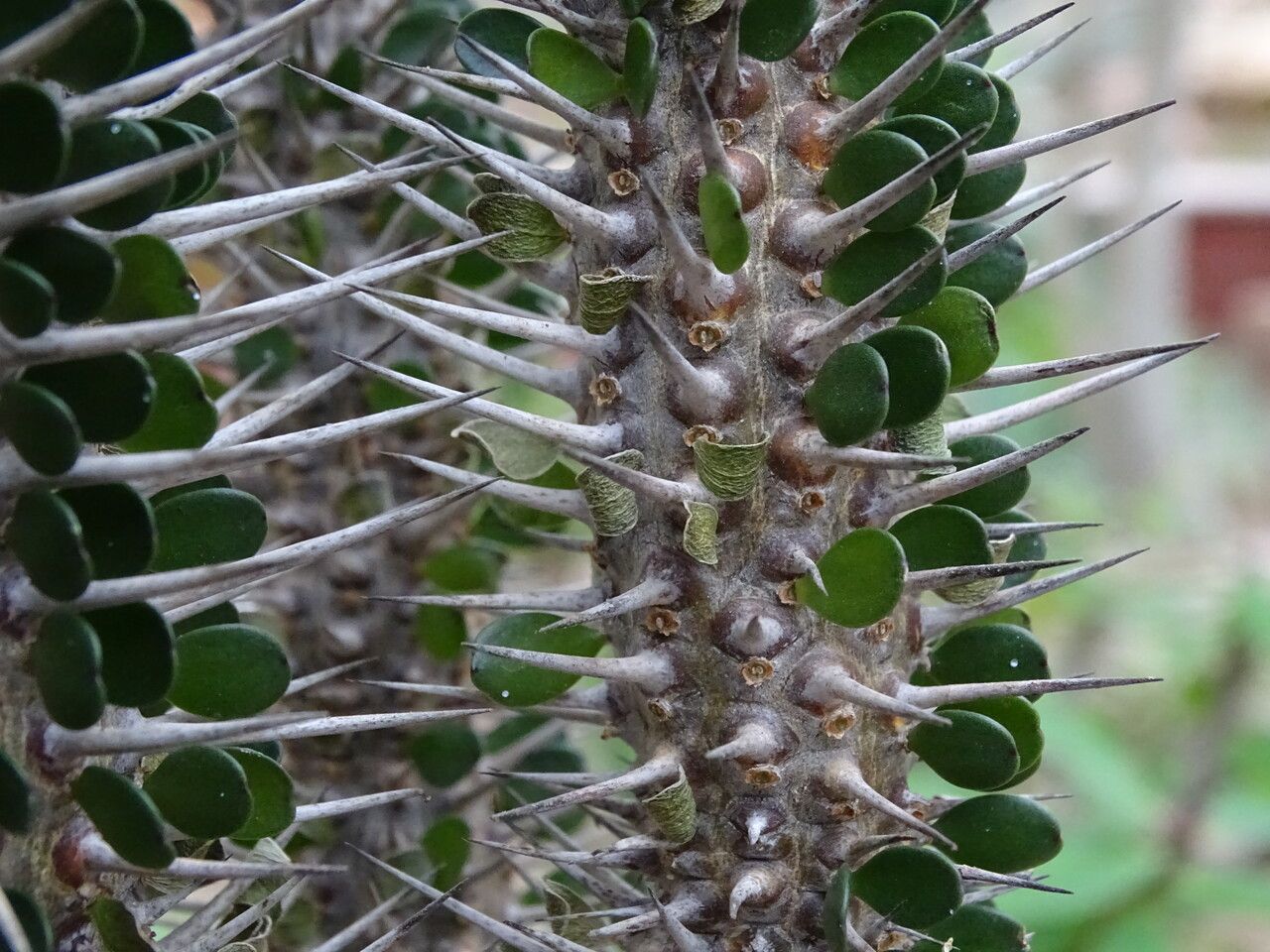Alluaudia montagnacii bark