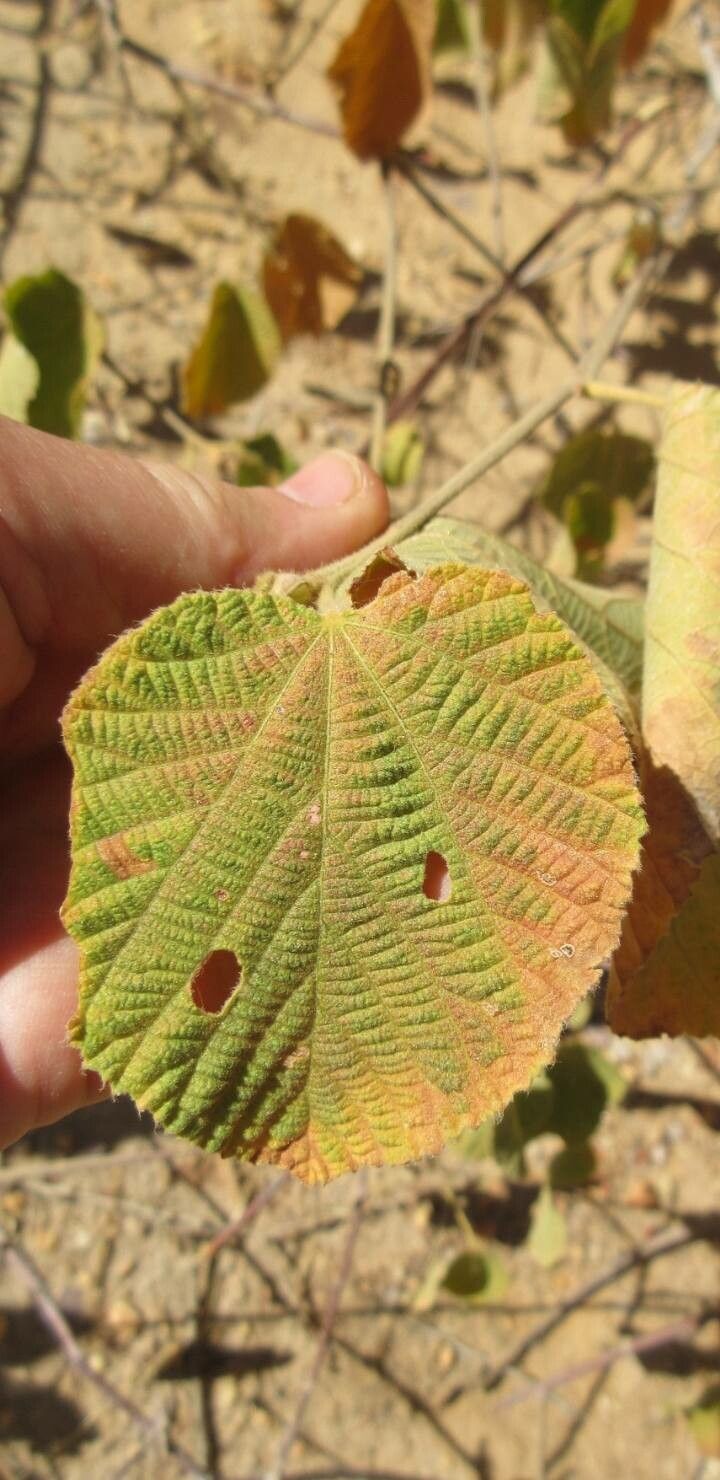 Grewia villosa — search result for 'Israel'