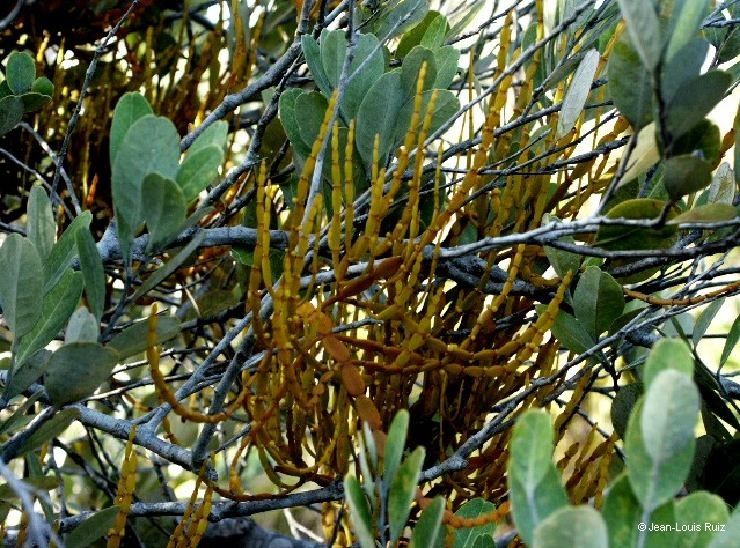 Korthalsella disticha — related species from the same genus