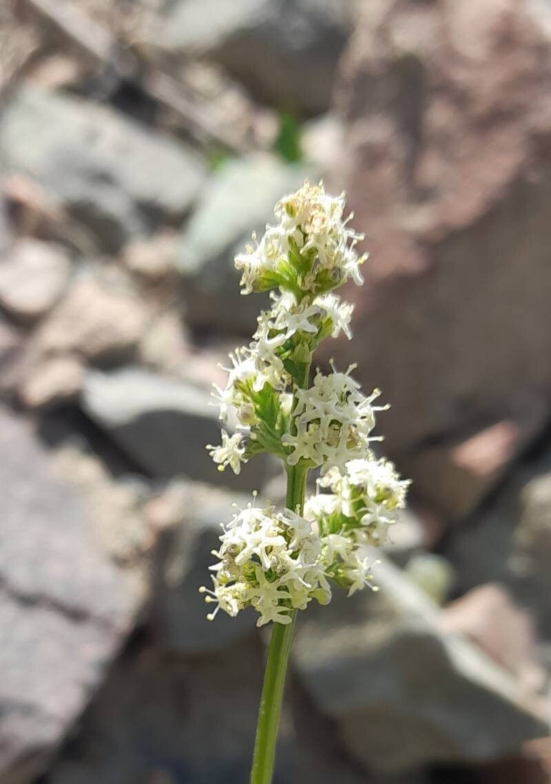 Valeriana ruizlealii flower