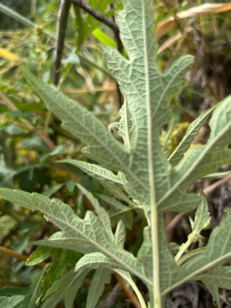 Ambrosia polystachya leaf