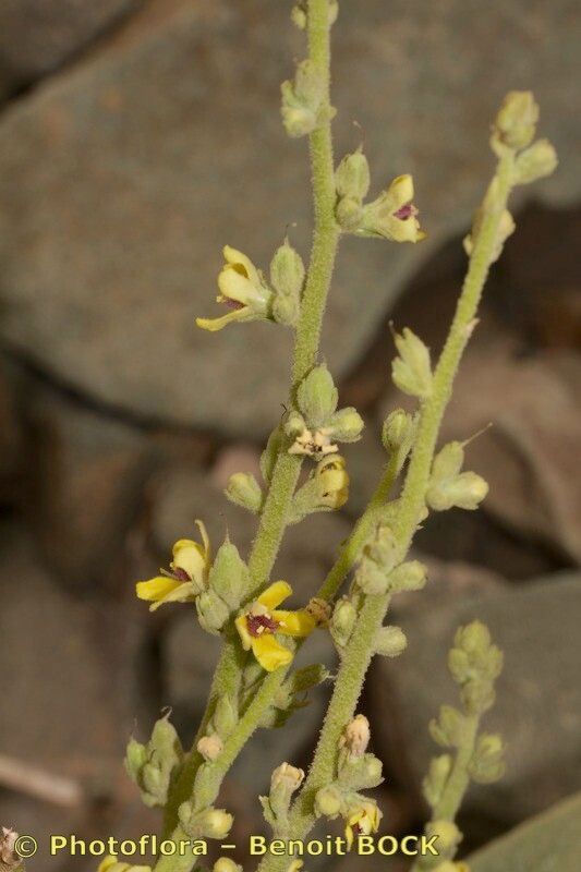Verbascum tetrandrum other