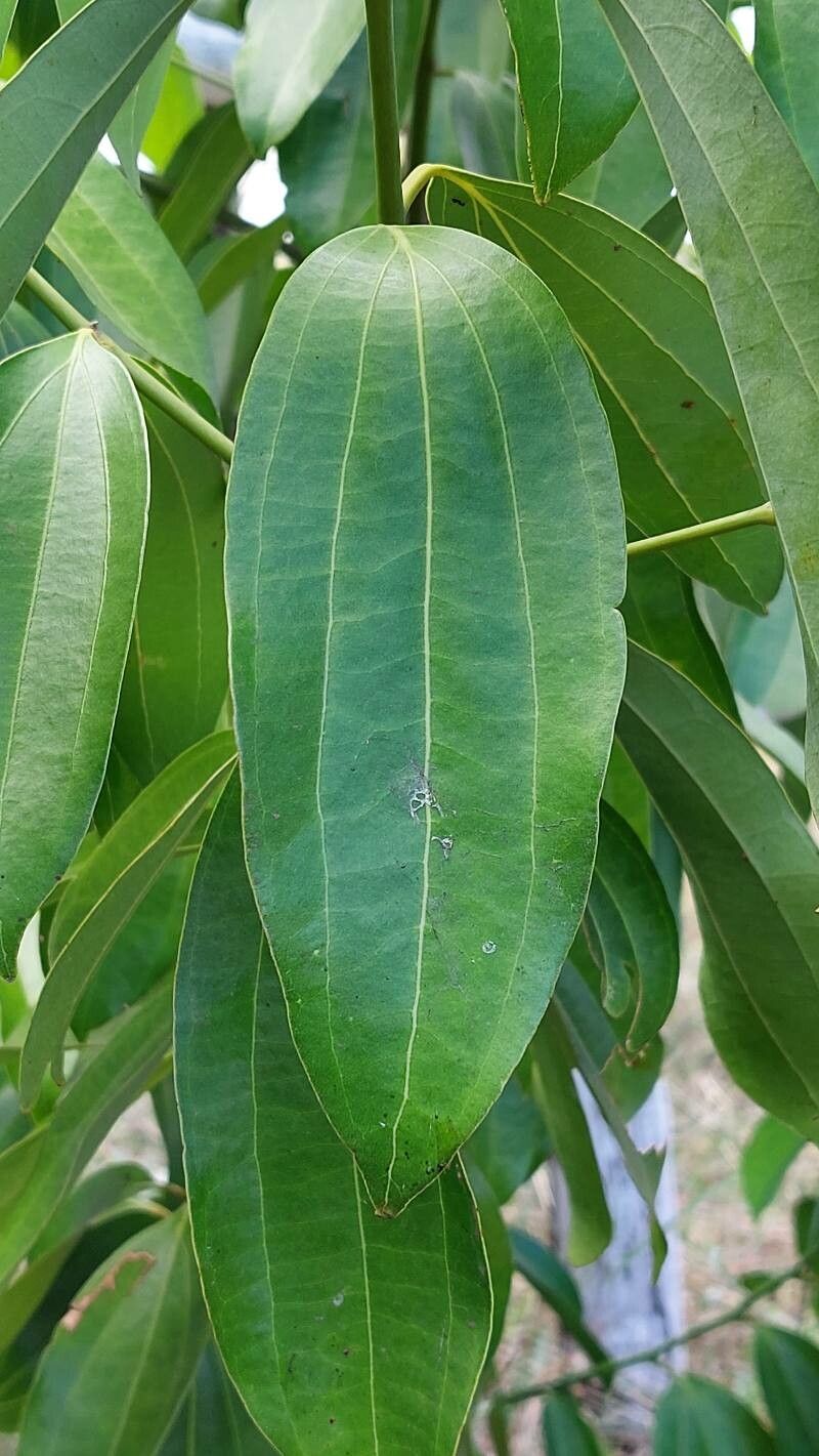 Cinnamomum verum — search result for 'Lauraceae'