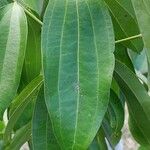 Cinnamomum verum