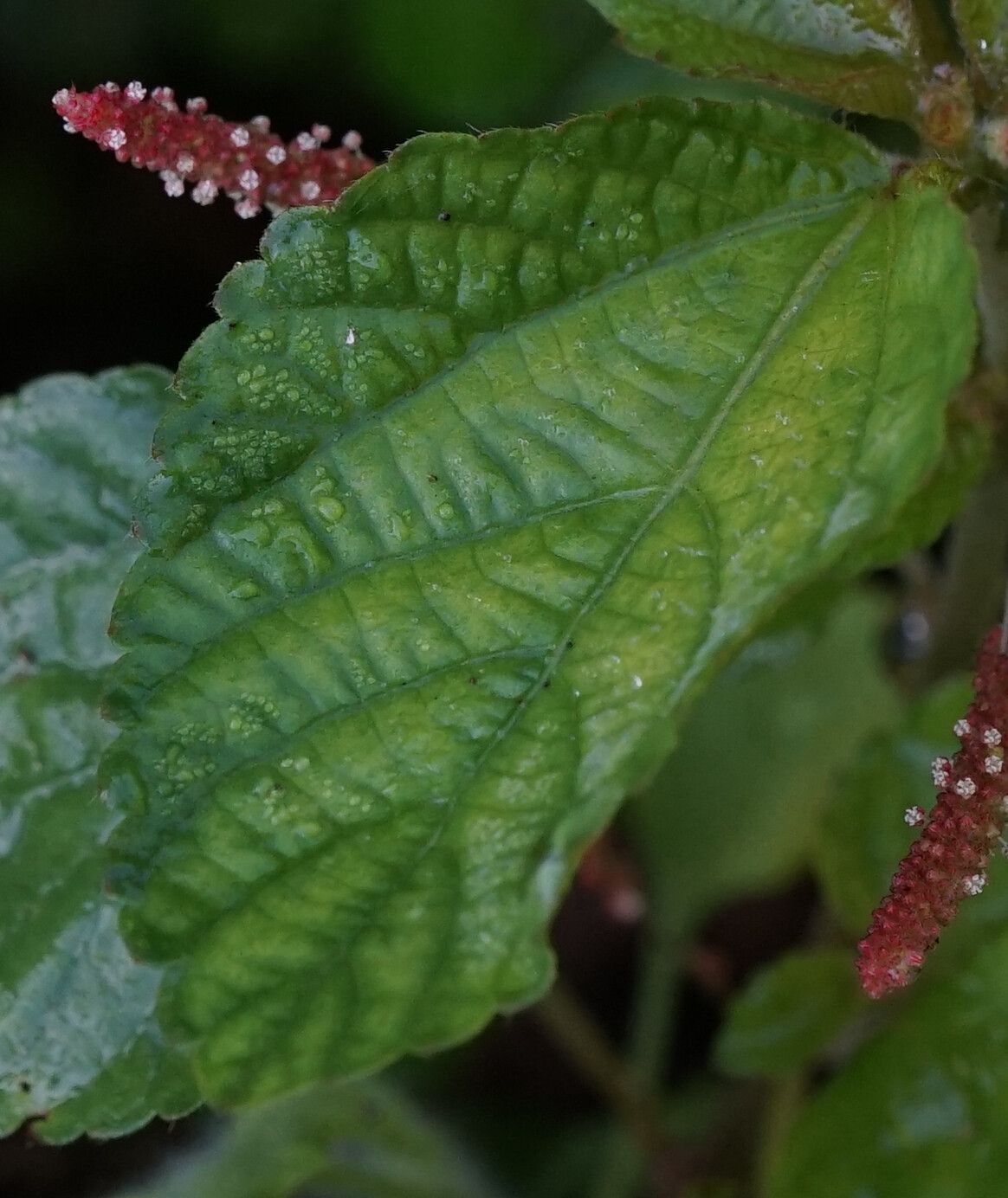 Acalypha arvensis leaf