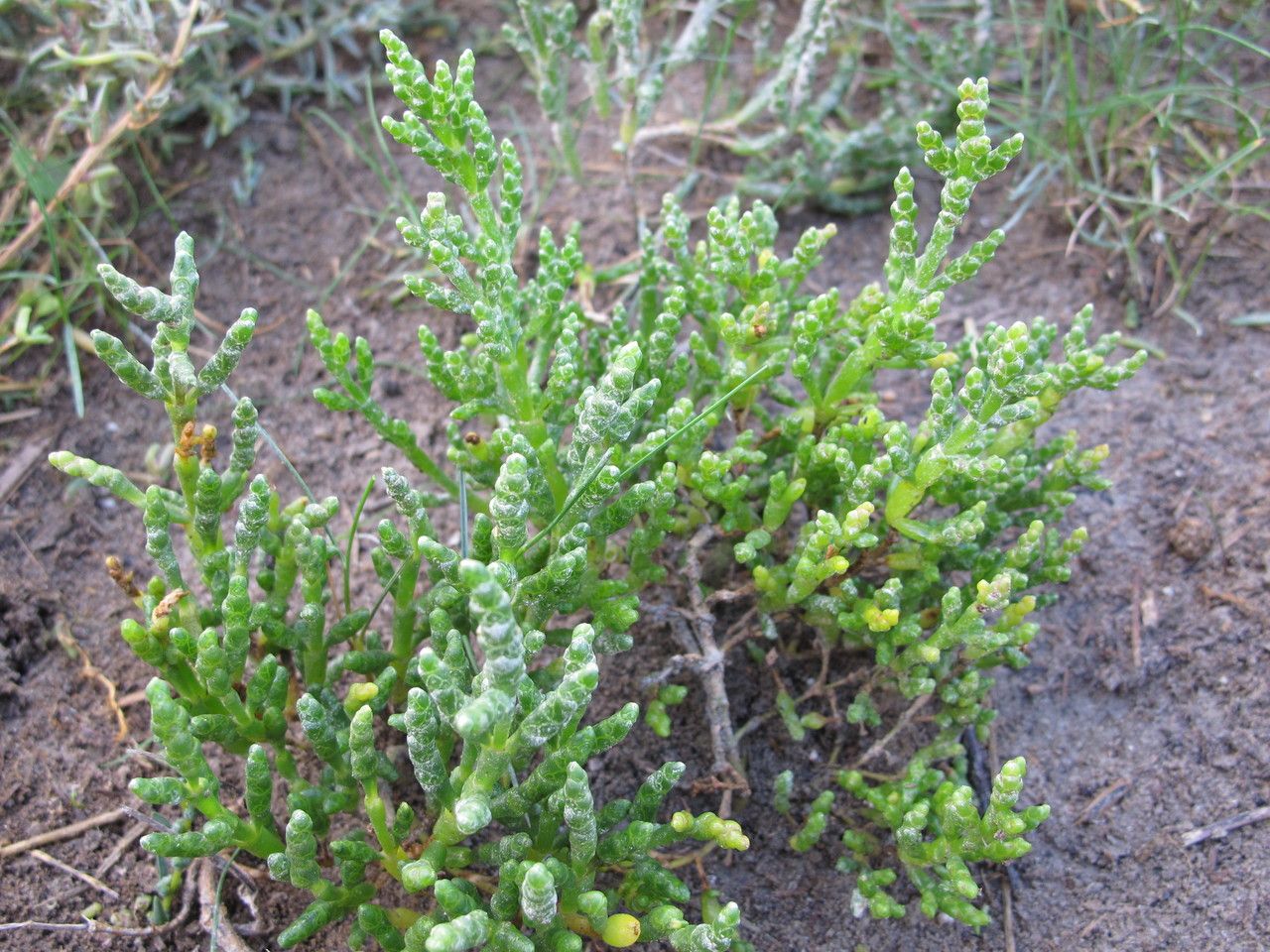Salicornia × marshallii bark
