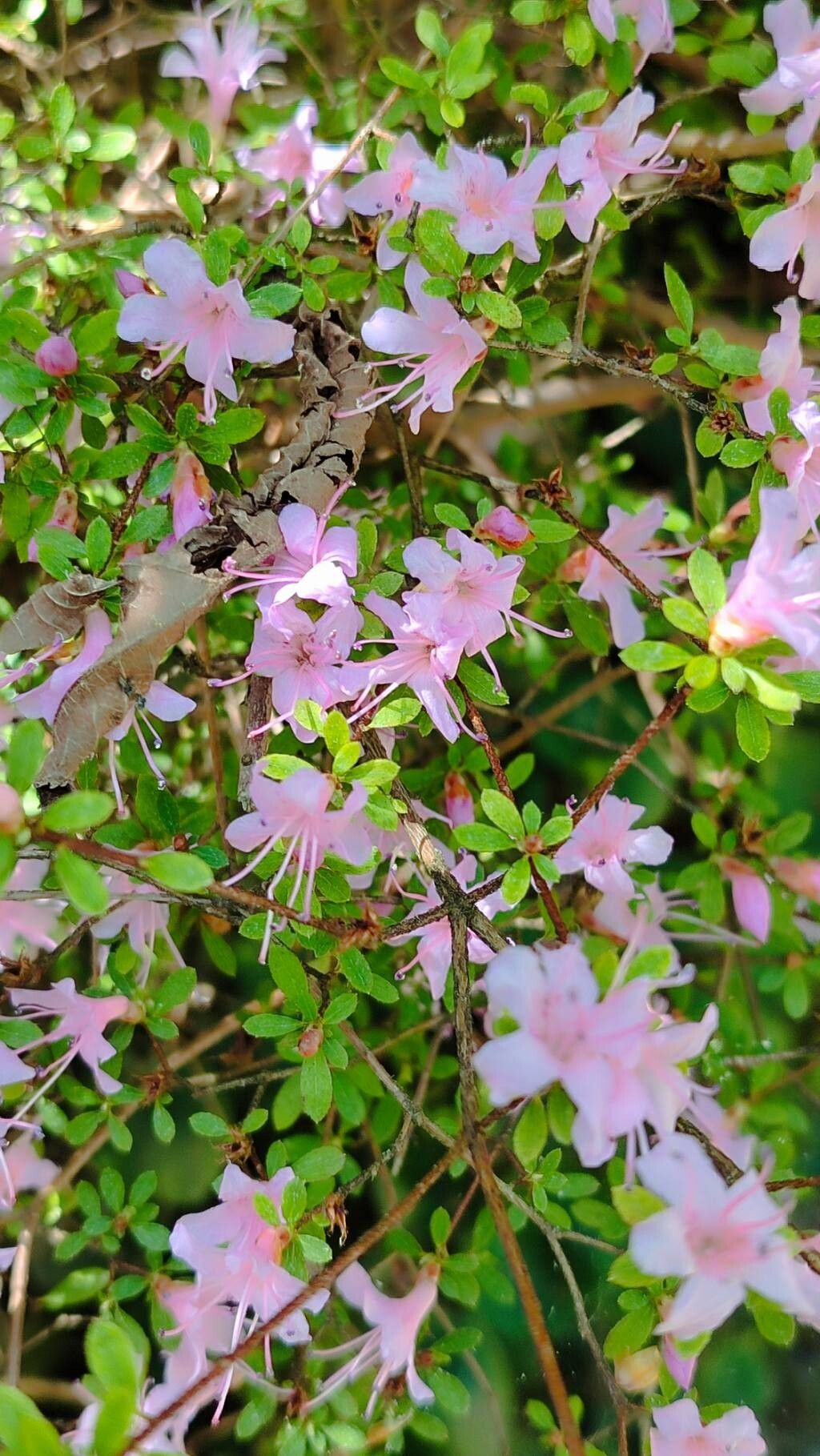 Rhododendron serpyllifolium — houseplant care guide