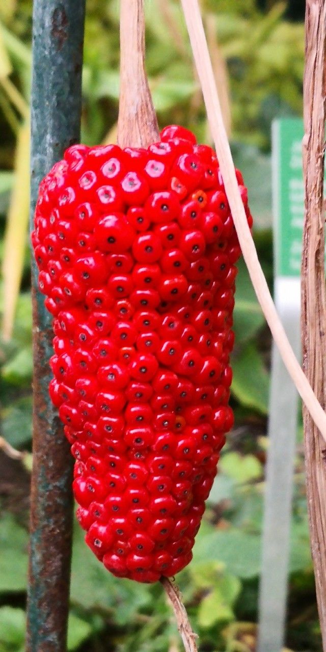Arisaema ciliatum fruit