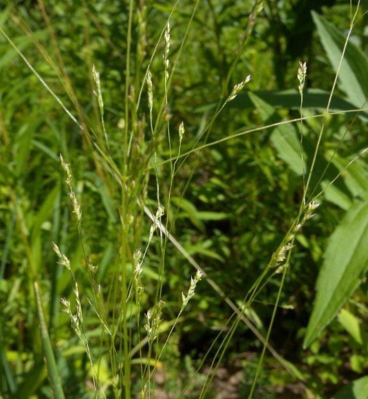 Agrostis hyemalis fruit