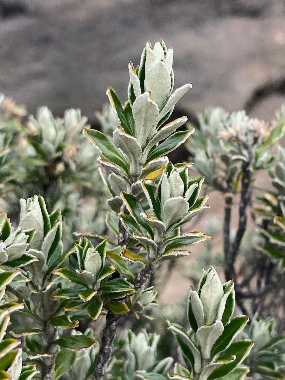 Diplostephium rhomboidale — houseplant care guide