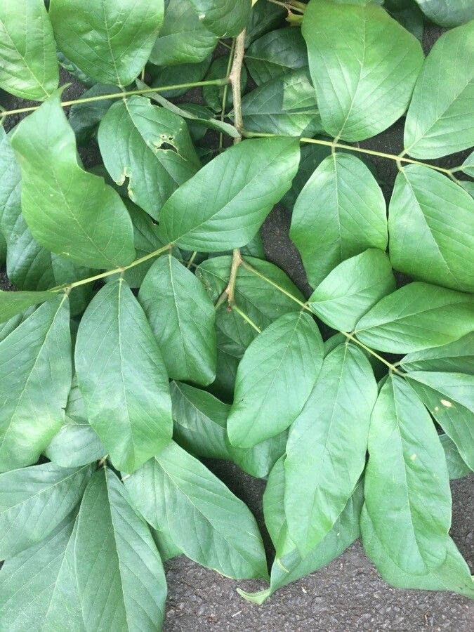 Lonchocarpus heptaphyllus — houseplant care guide