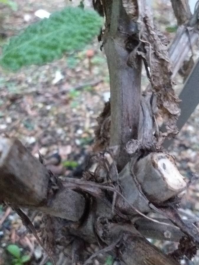 Salvia tingitana bark