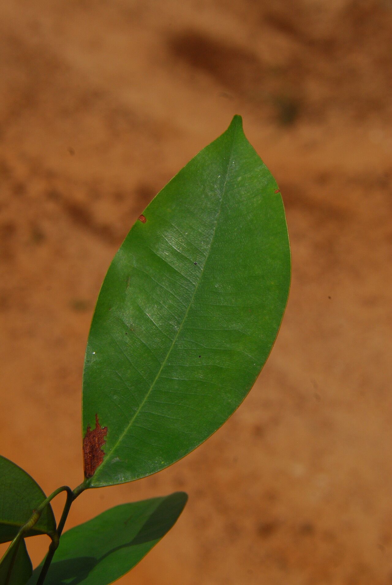 Sindora klaineana leaf